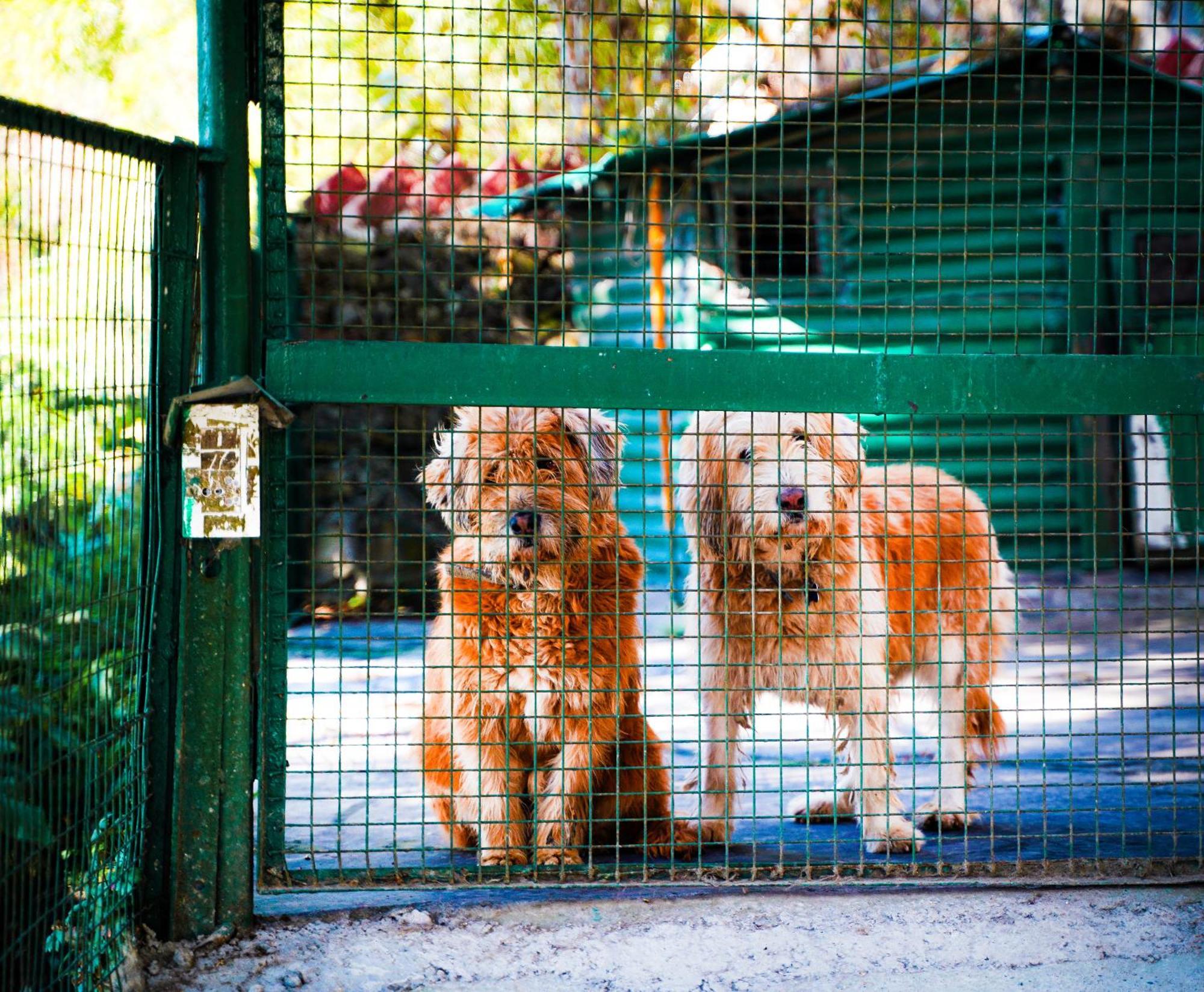 La Villa Bethany Mussoorie Esterno foto